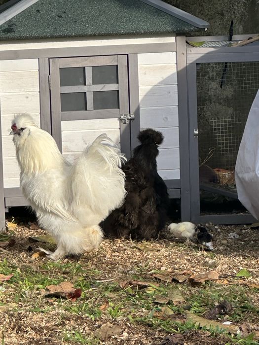 Machos sedosa do Japão