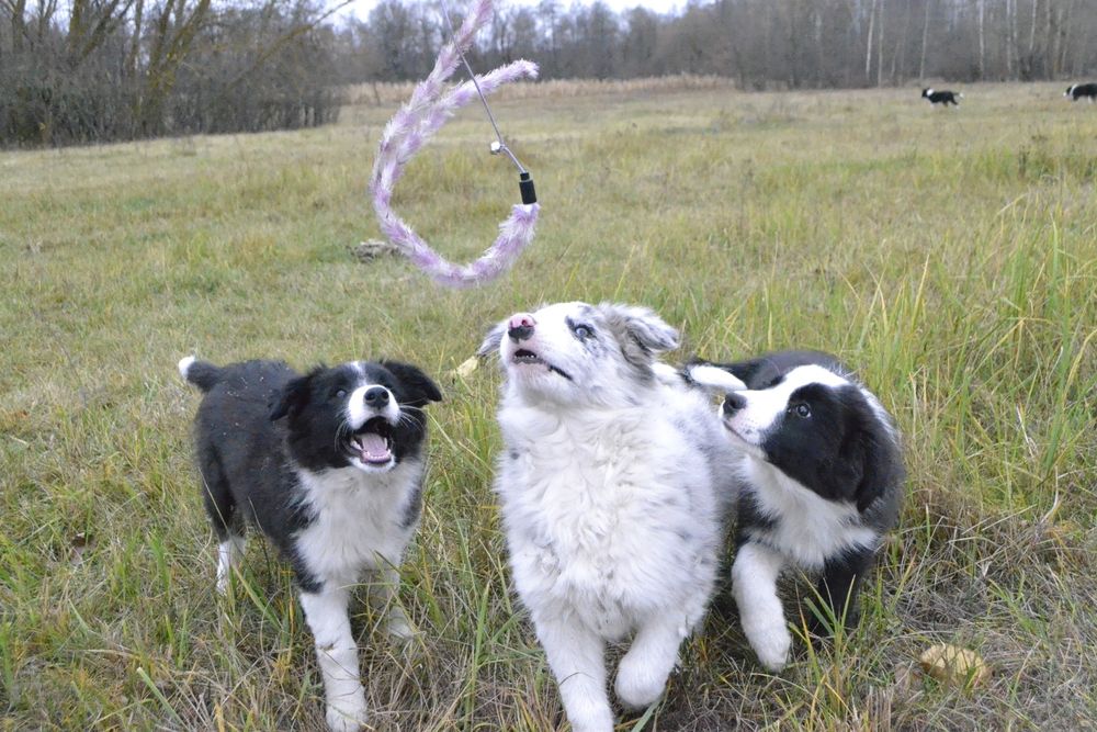 Цуценята Бордер Колли