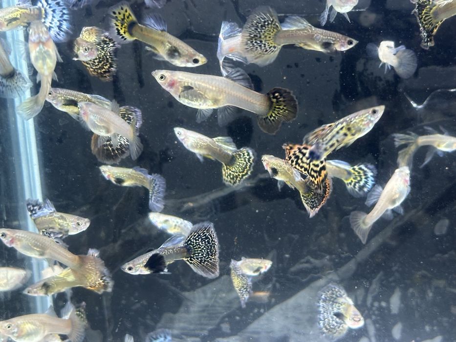 Gupik , gupiki mix dragon snakeskin halfmoon