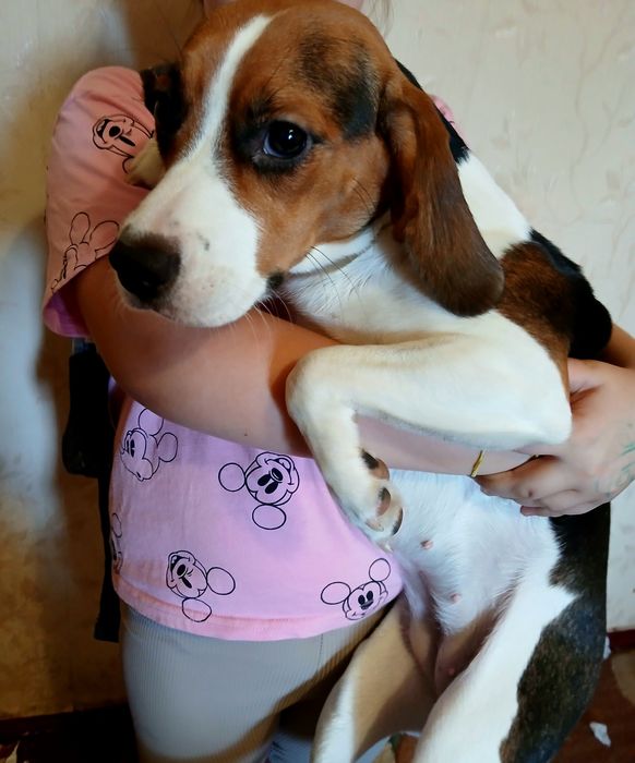 Бигль с документами