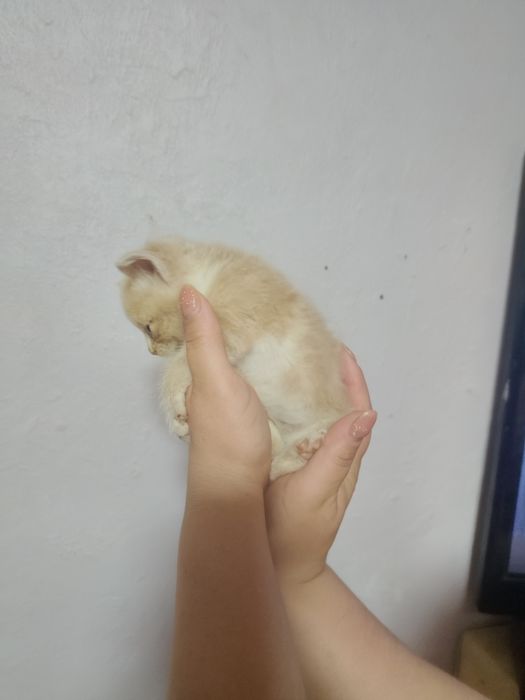 Безкоштовно кошенята