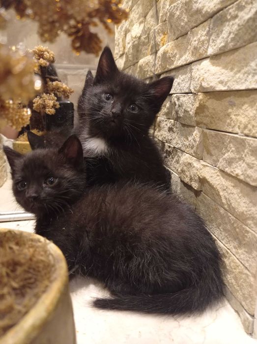 Кошенята безкоштовно
