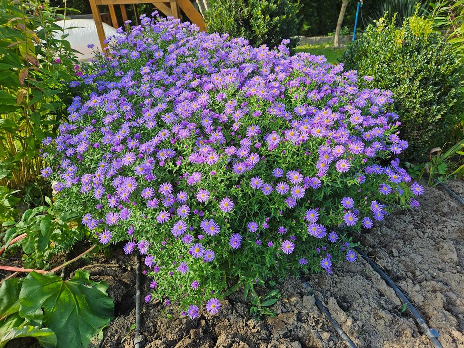 Nadwyżki kwiatów ogrodowych