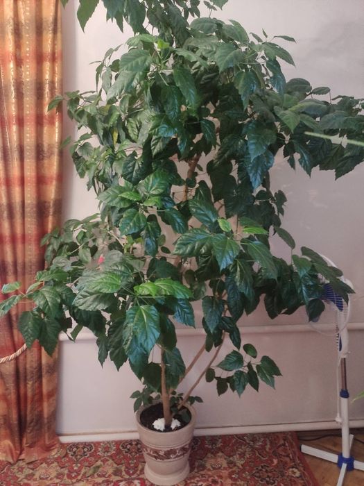 Вазон Китайська роза