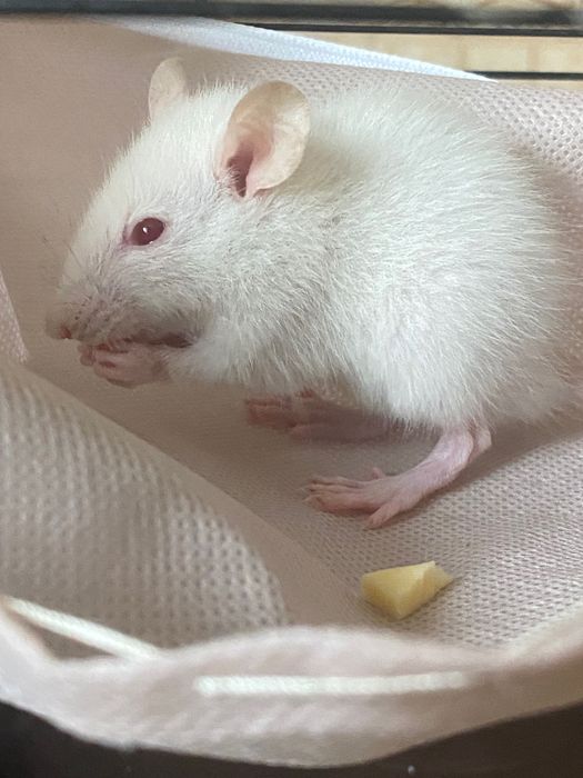 Пацюки декоративні