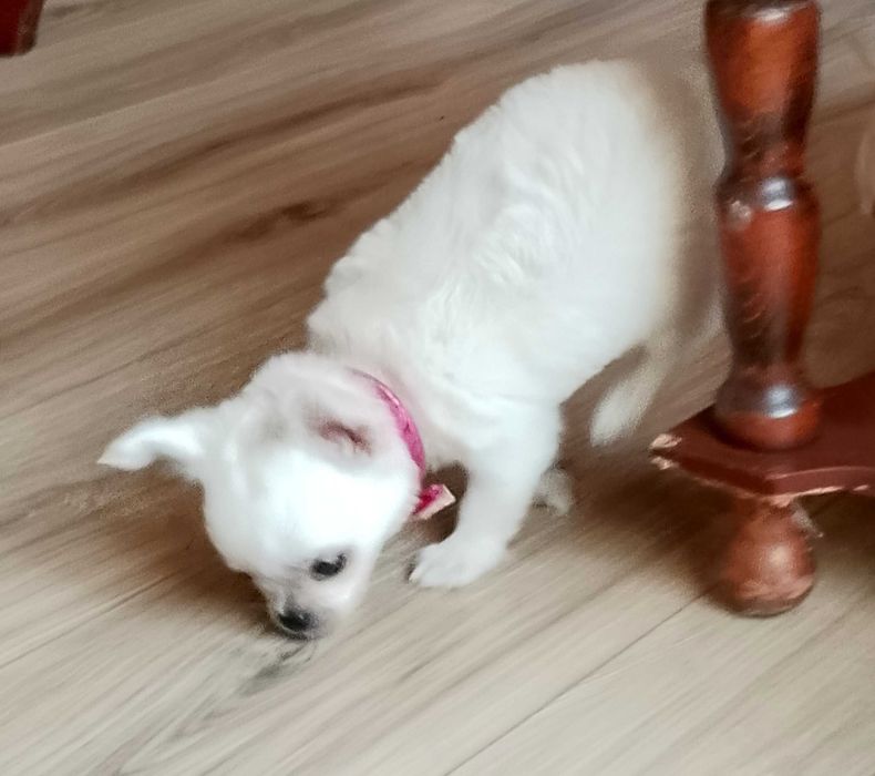 Chihuahua biały piesek długowłosy