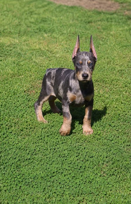 Dobermann blue merle