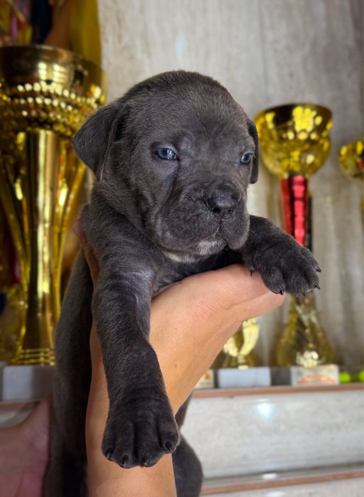 Шикарная голубая девочка !