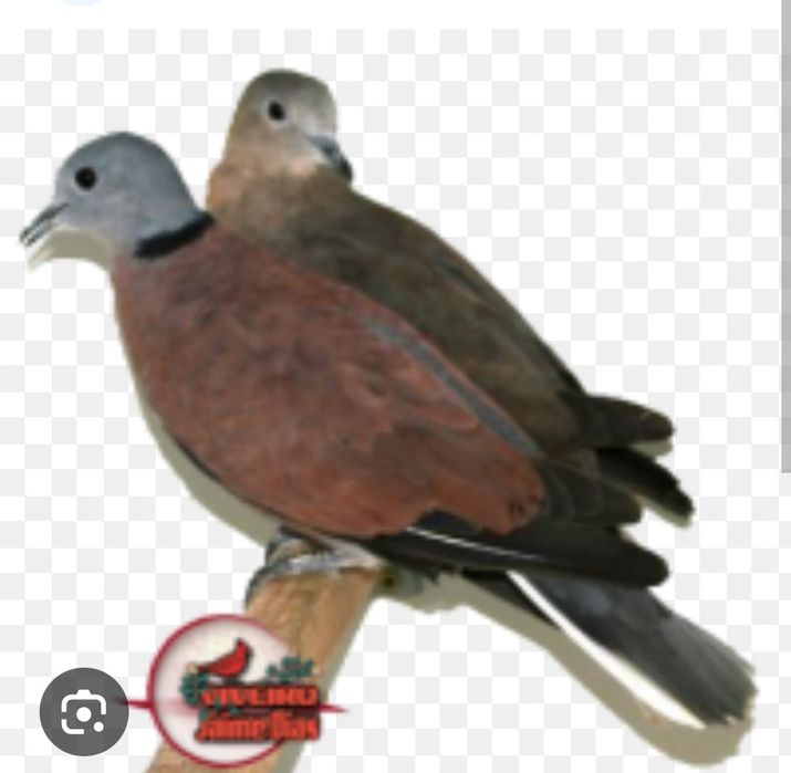 Casal Rolas do Brasil