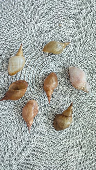 Ракушки речные необычные