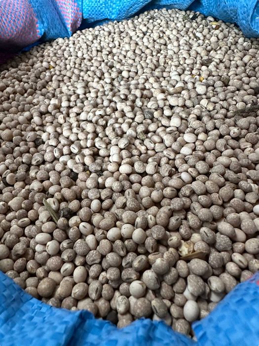 Łubin słodki - materiał paszowy 1kg