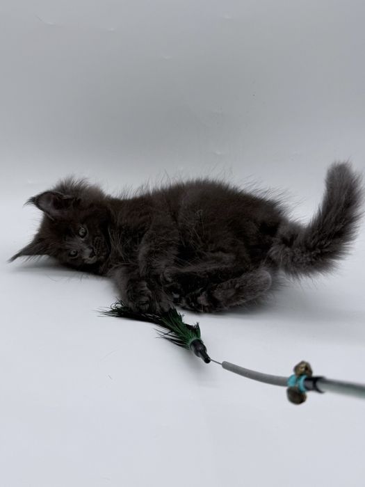 Мейн кун котенок, девочка