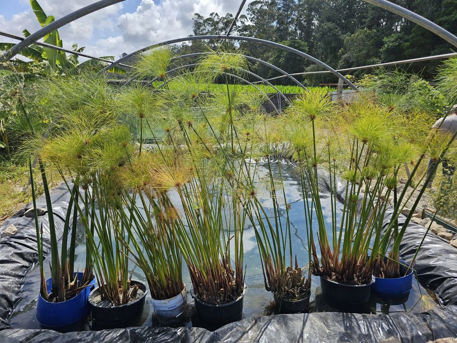 Papiros do egito (Cyperus papyrus)