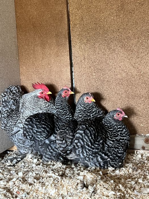 Ovos pekin pedrês
