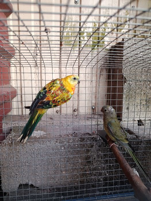 Casal Red rumped 2026 Aves anilhadas