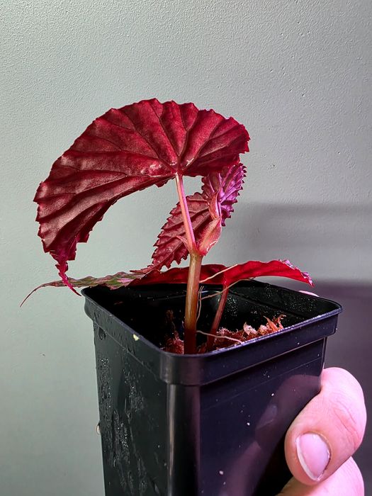 Rośliny do terrarium Begonia negrosensis x chloristica hybrid