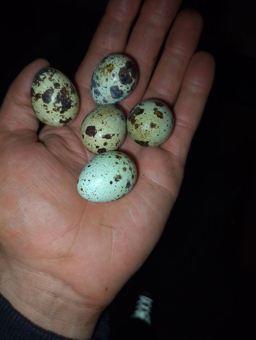 Sprzedam jajka lengowe oraz konsumpcyjne