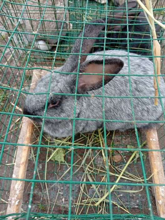 Кролики разных пород