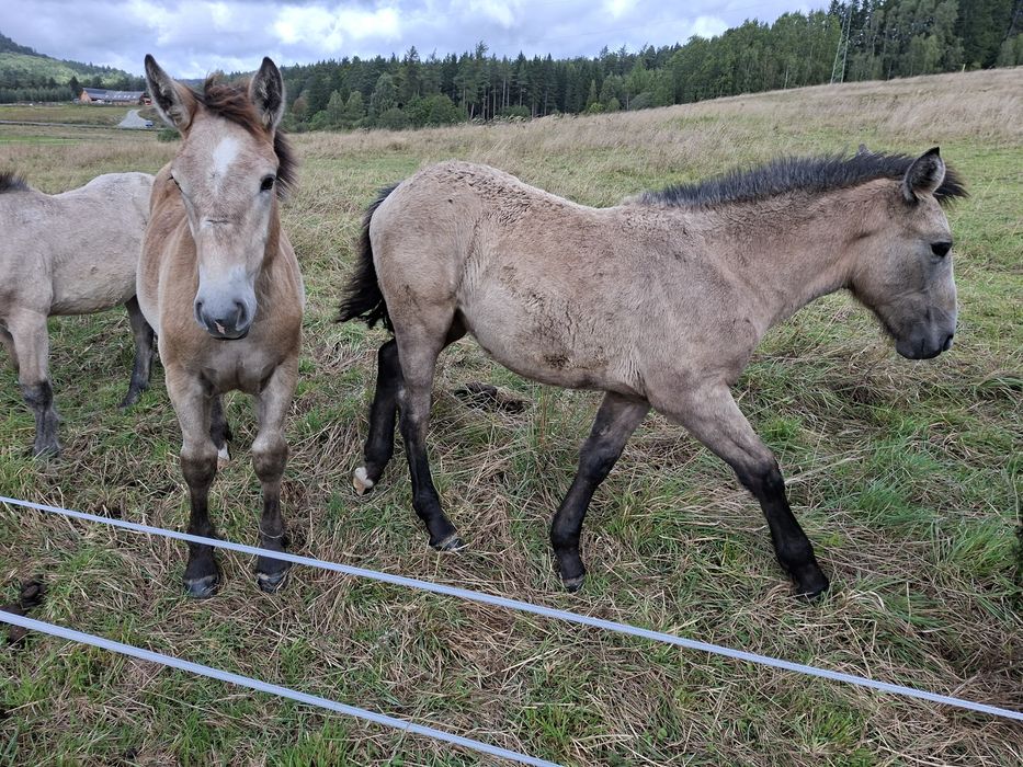 Sprzedam źrebaki zimnokrwiste