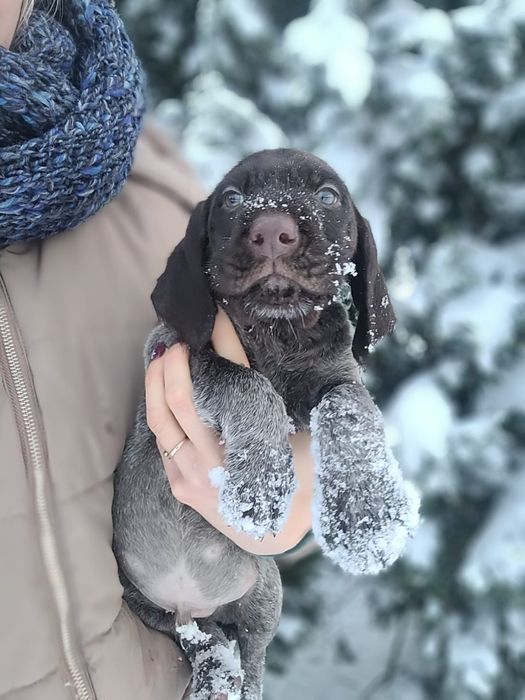 Wyżeł niemiecki  szorstkowłosy FCI/ZKwP