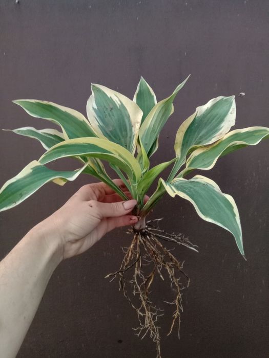 Хоста Lakeside Dragonfly