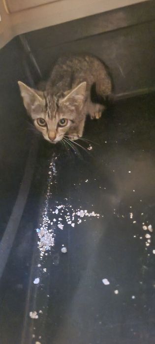 Gatinha 2meses muito meiga tigrada