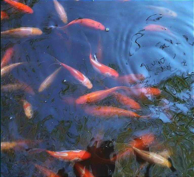 Золотые рыбки Комета, вуалевидный хвост. Рыбки в  пруд . Не тепличные