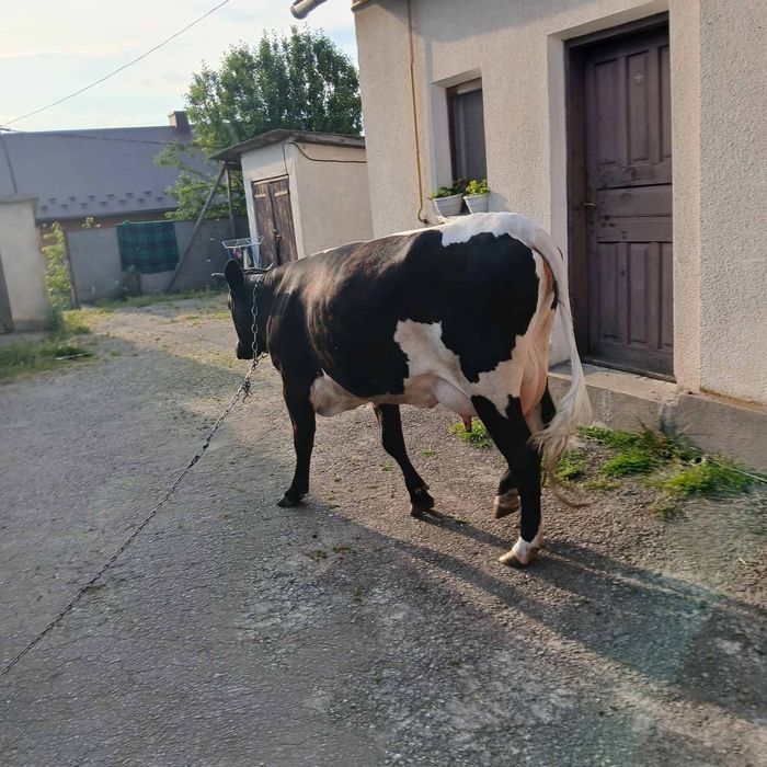 Продам корову (первістка)