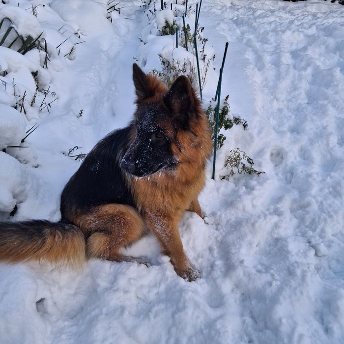 Owczarek  Niemiecki Długowłosy Suczka