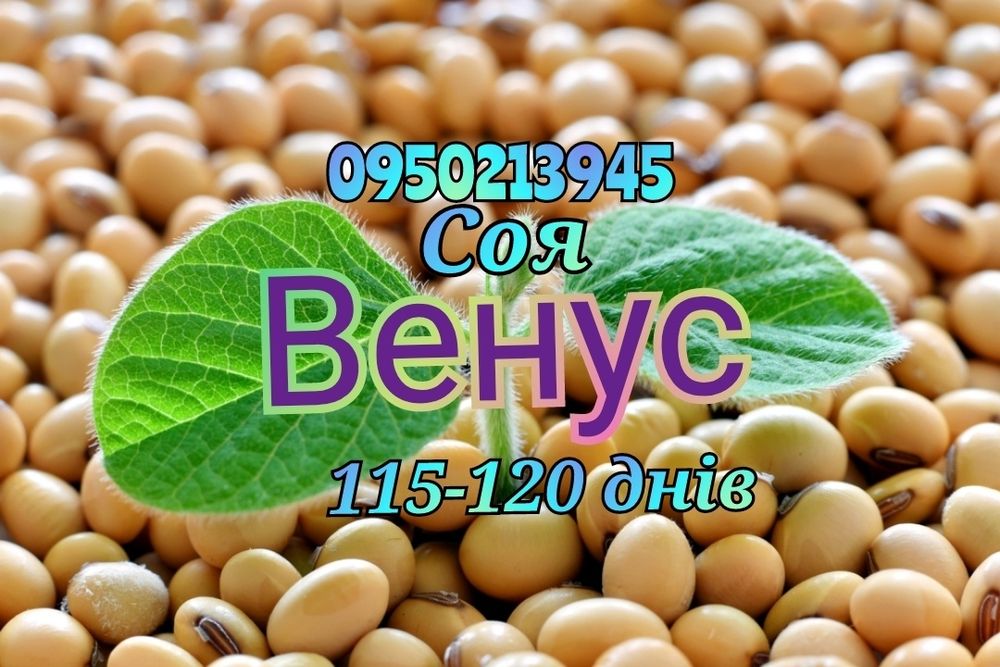 Насіння сої на посів