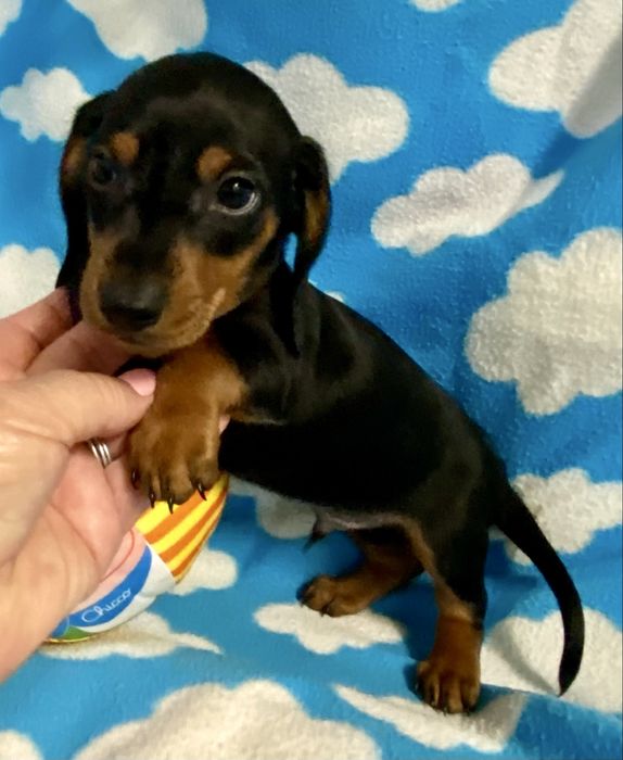 Teckel caninchen ou cao salsicha