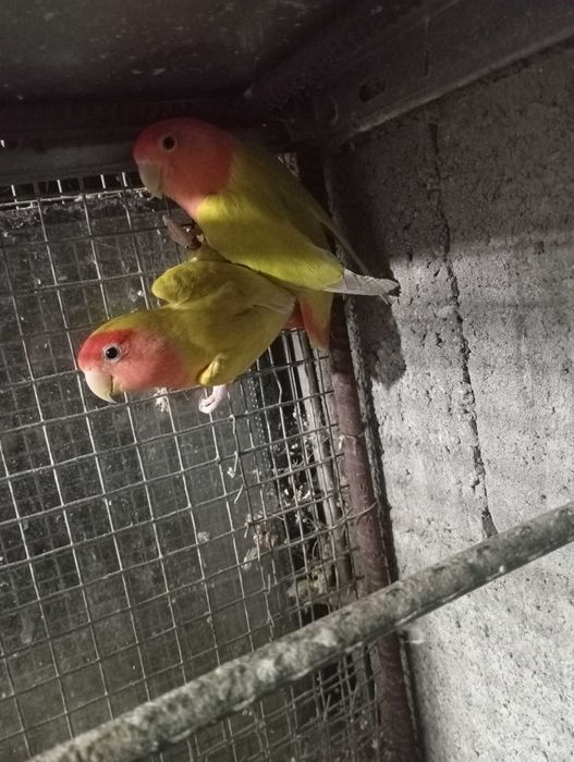 Agapornes  rosicoles