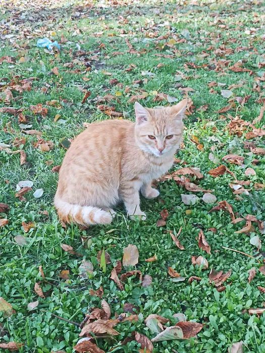 Кошечка рыженькая бесплатно. Кошка. Котенок. Котята даром