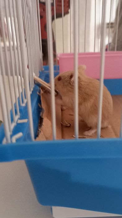 Хомяки джунгарики