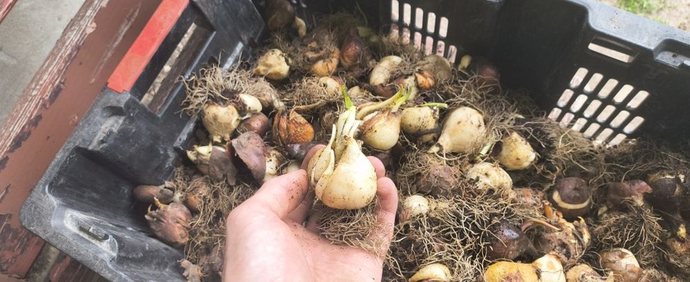 Cebule tulipana duże żółte