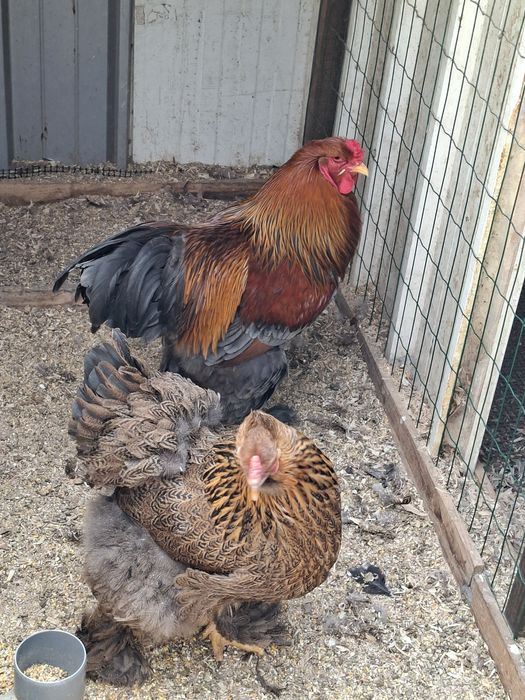 Ovos Paduana/Brahma/Orpington/Rhode Island Red