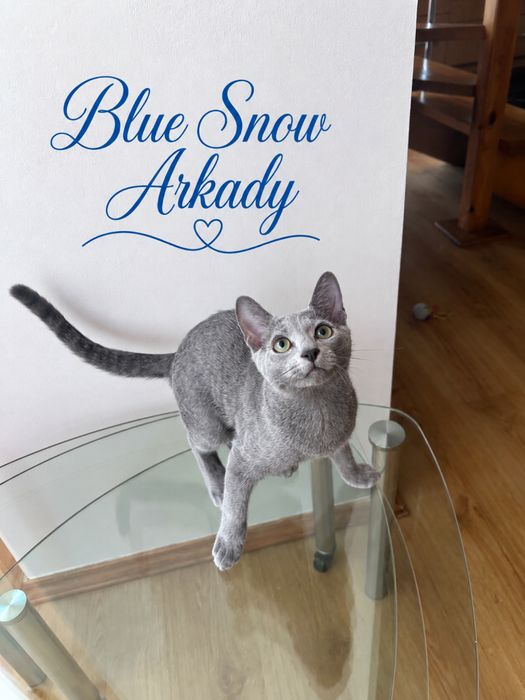Найкраща пропозиція! Russin Blue кошеня. Blue Snow Arkady. Хлопчик.