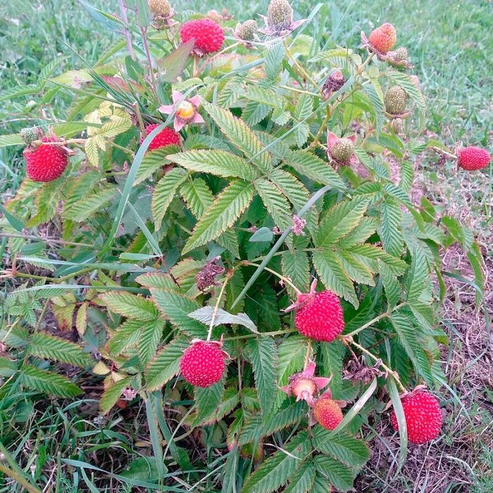 Sadzonki malinotruskawka 20 sztuk