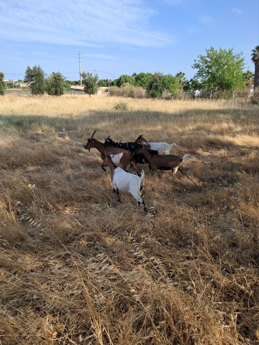 Cabras de médio porte