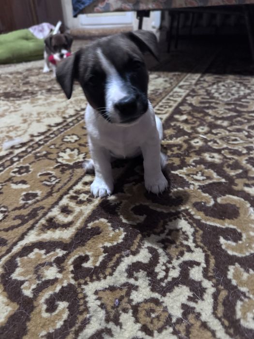 Цуценя Джек Рассел