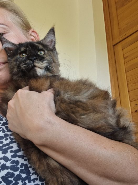 Maine Coon wyjątkowa kotka z rodowodem