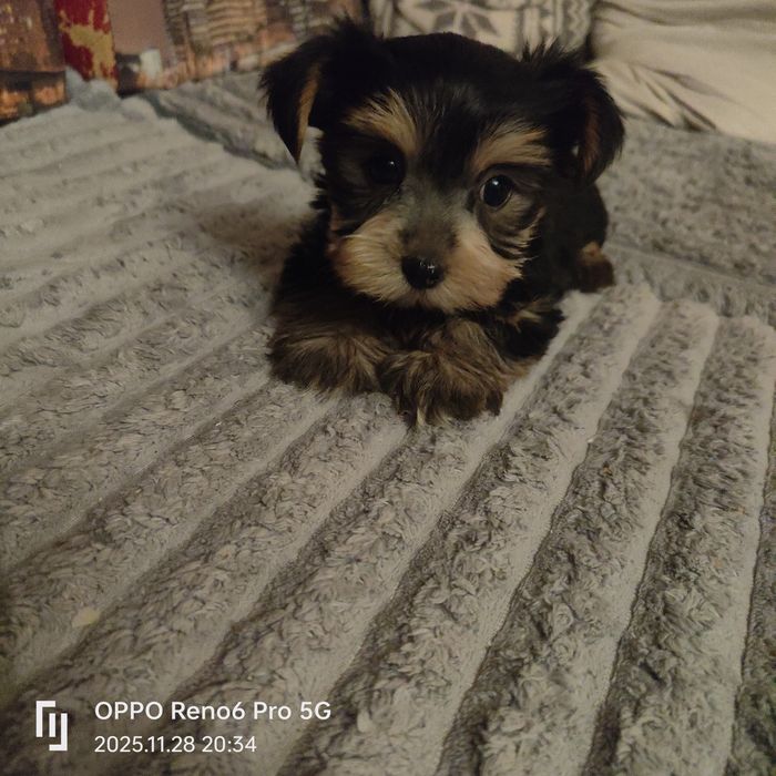 Szczeniak rasy York terier