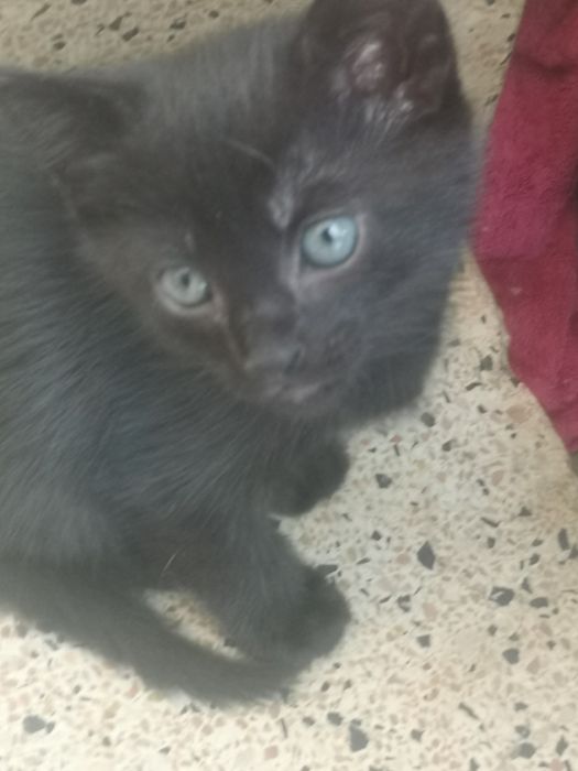 Gatinhos bébés doação