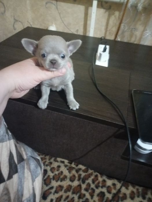 Мини маленький мальчик