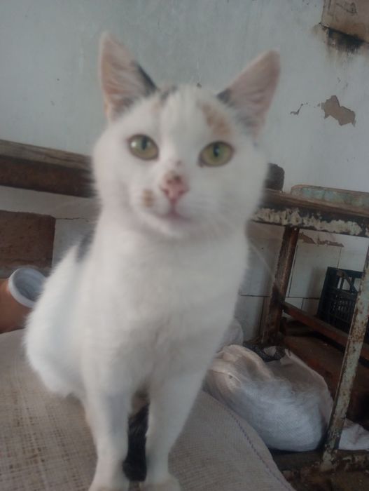 Трёхцветная стерилизованная Джес