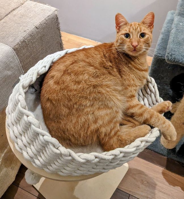 Kot Leoś szuka domu