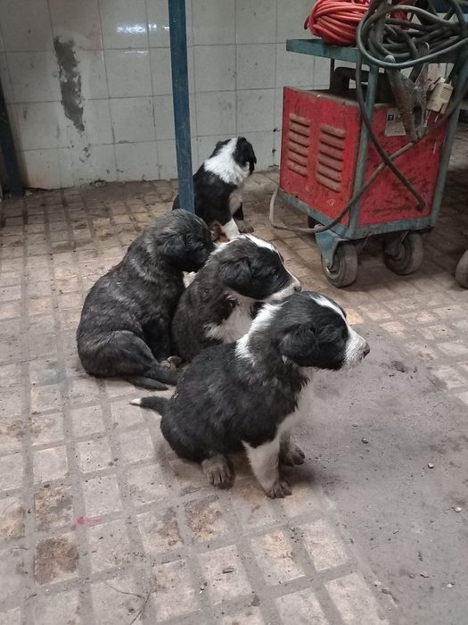 Cães para dar gratis