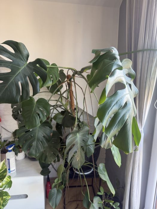 Sprzedam dużą Monstere