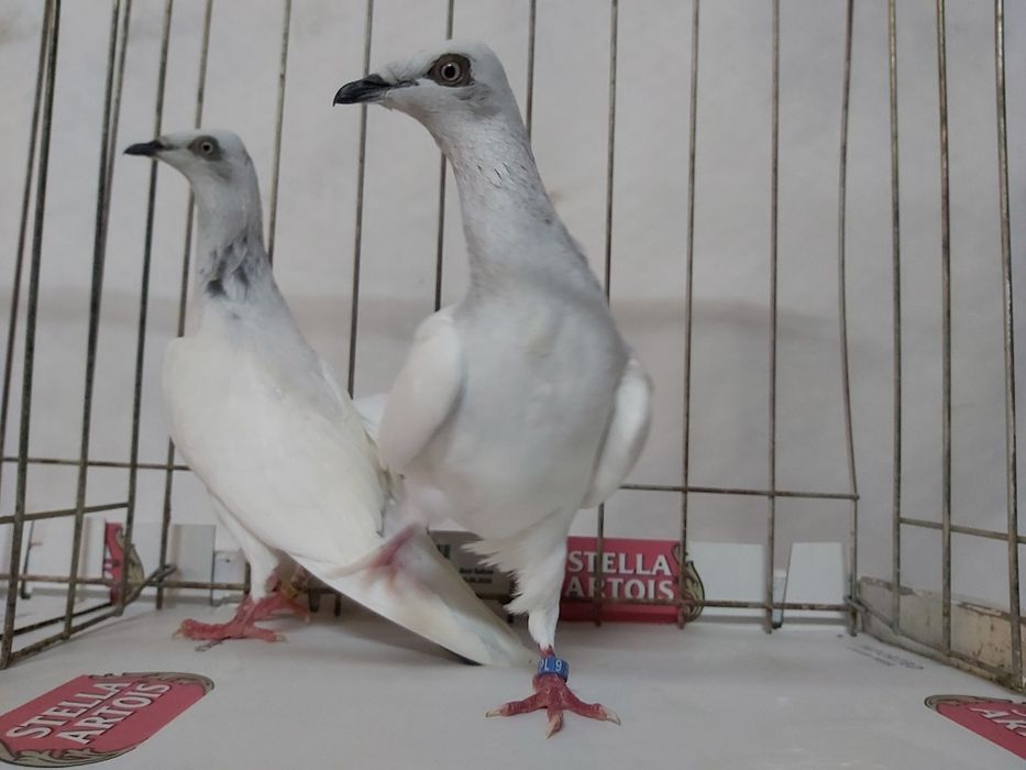 Gołębie Jasne Składowe