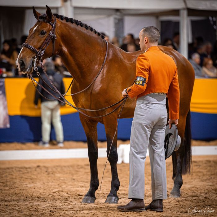 Égua lusitana afilhada